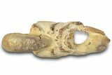 Fossil Mud Lobster (Thalassina) - Gunn Poin, Australia #307734-1